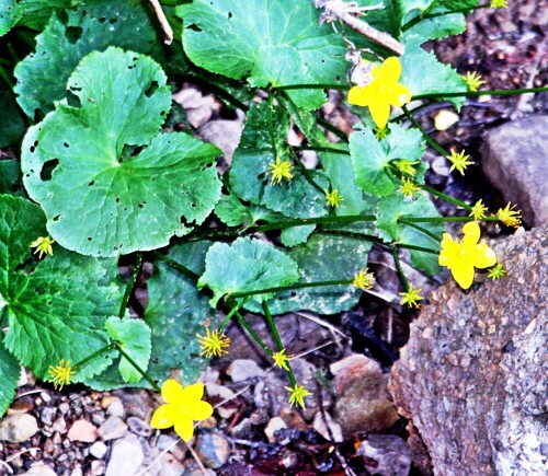 Die Sumpfdotterblume gehört zu den Hahnenfußgewächsen(Ranunculaceae).
https://de.wikipedia.org/wiki/Sumpfdotterblume

Aufnameort: Eiershausen Felder südlich davon
Kamera: Canon EOS 1300D