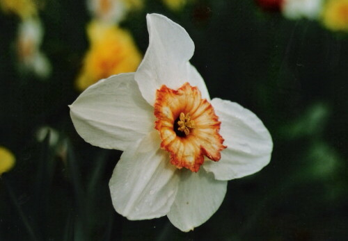 Ein Gesicht des Frühlings

Aufnameort: Im eigenen Garten
