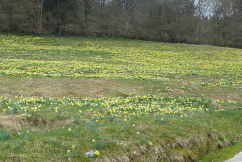 März/April in den Vogesen (La Bresse). Die Narzissen blühen zu
Millionen.

Aufnameort: La Bresse/Vogesen/Frankreich
Kamera: Lumix FZ48