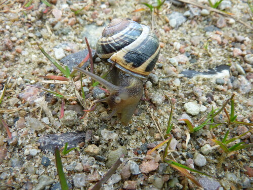 ne-schnecke-8542.jpeg