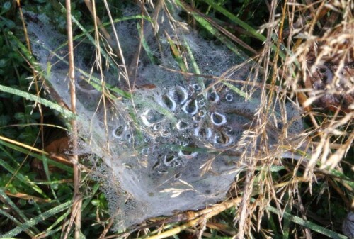 Im Herbst wie z. B. im Monat November können sich durch abkühlende Luftmassen sowie durch hohe Luftfeuchtigkeit oft über Nacht oder in den Morgenstunden Nebelfelder bilden, sofern nahezu Windstille herscht. Über Tag können Sonnenstrahlen oft Nebelfelder durch Erwärmung zur Auflösung bringen.
https://de.wikipedia.org/wiki/Nebel

Persönliche Anmerkung:
Da der Staat Israel unter Wassernot leidet, werden ähnliche "Fangvorrichtungen" für Luftfeuchtigkeit über Nacht zur Wassergewinnung genutzt. Auch hier kann der Mensch noch von der Natur lernen(siehe z. B. auch Bionik).
Für Aufenthalte in einer Wüste werden ähnliche Hinweise zum Überleben gegeben.

Aufnameort: Eiershausen Waldrand des Hirschberges
Kamera: Canon EOS 700D