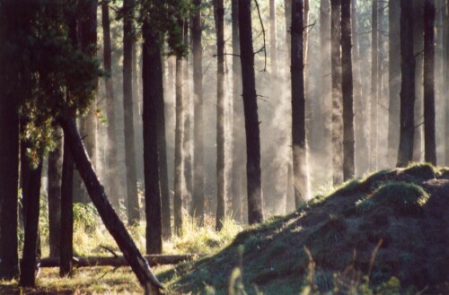 

Aufnameort: Wildpark Schorfheide
Kamera: EOS 300