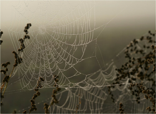 Jetzt ist sie wieder da! Die Nebel- und Spinnenzeit!
Wenn man zeitig genug losgeht, kann man am Morgen wunderschöne, zauberhafte Spinnennetze mit Tau bewundern.
Die Radnetzspinnen, wie z.B. die Kreuzspinnen erbauen sehr schöne, aparte Netze!

Aufnameort: Kirchgellersen bei Lüneburg
Kamera: Sony Alpha 700, Sigma Makro 105 mm