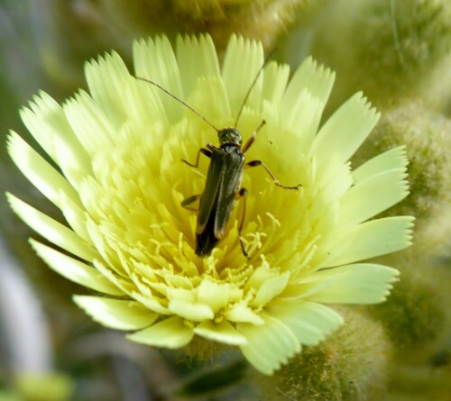 Beim Spaziergang entdeckt

Aufnameort: Spanien
Kamera: Lumix TZ 61