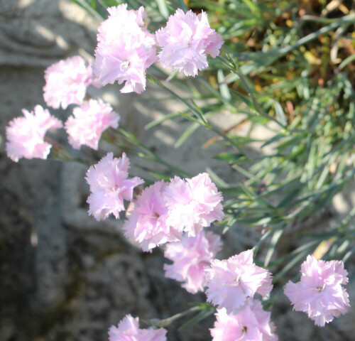 nelke-dianthus-rosa-14241.jpeg