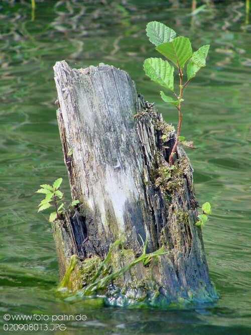 Baumstumpf im Wasser treibt neue Äste

Aufnameort: Schwielochsee
Kamera: Nikon D 90