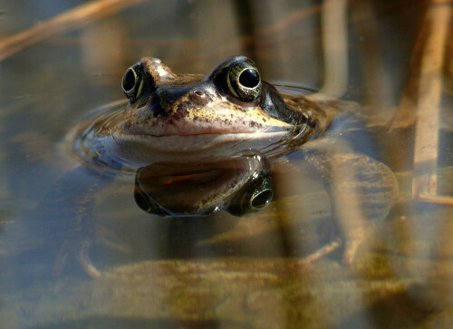 nach anfänglichem Mißtrauen kam der Grasfrosch allmählich immer näher, um zu schauen, da am Teichrand fotografiert.

Aufnameort: Ökologisch Botanischer Garten in Bayreuth
Kamera: Panasonic Lumix FZ 50