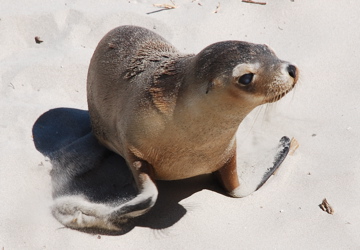 

Aufnameort: Australien, Kangaroo Island
Kamera: Nikon D80