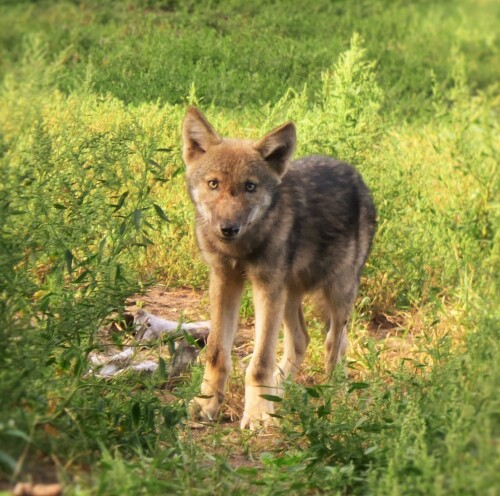 neugieriger-jungwolf-15868.jpeg