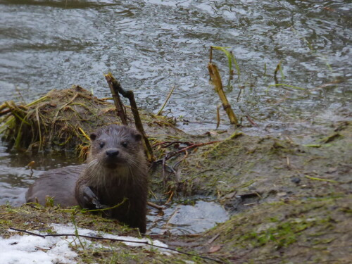 neugieriger-otter-15869.jpeg