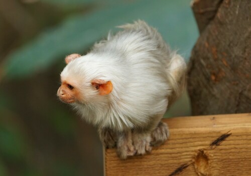 

Aufnameort: Kölner Zoo
Kamera: Sony Alpha 7/II