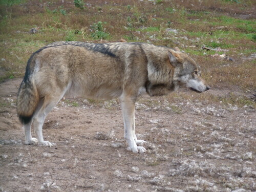 

Aufnameort: Schorfheide
