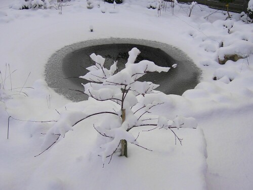 Der Gartenteich kämpft mit dem Winter, noch ist er nicht ganz zugefroren

Aufnameort: Stadtlohn
Kamera: AL 530 zoom Kamera