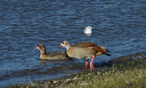 Nilgänse stammen tatsächlich aus Ägypten und gelten in Deutschland als invasive Art. Schön sind diese Gänse trotzdem. Man erkennt sie gut an dem roten Ring um ihre Augen.

Aufnameort: Poller Wiesen Köln
Kamera: Sony Alpha 7/II