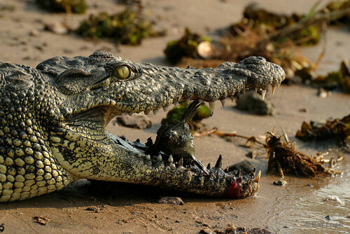 

Aufnameort: Chobe River - Botswana
Kamera: CANON D60