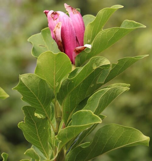 Magnolien sind ggf. auch Ziergehölze, die nach einem französischen Botaniker(Pierre Magnol) benannt worden sind.
https://de.wikipedia.org/wiki/Magnolien

Aufnameort: Eiershausen Garten
Kamera: Canon EOS 700D