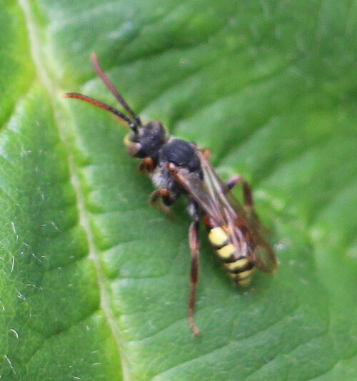 nomada-vermutlich-zonata-14243.jpeg