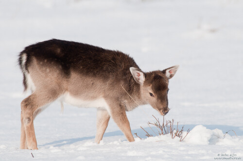 In den letzten Wochen konnte man deutlich sehen, wie sehr das harte Winterwetter dem Wild zu schaffen macht. Die Tiere schränkten ihre Aktivitäten sehr ein um Energie zu sparen und mußten sich, wie dieses Damkalb, mit karger Nahrung begnügen.


