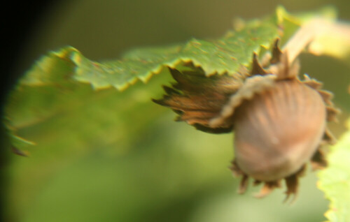 nuss-der-gemeinen-hasel-corylus-avellana-l-17974.jpeg