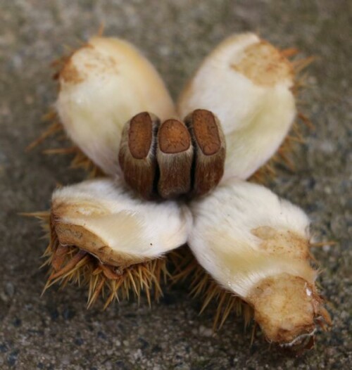 Nussfrüchte einer Edelkastanie
Die Edelkastanie gehört zu den Buchengewächsen(Fagaceae).
https://de.wikipedia.org/wiki/Edelkastanie

Aufnameort: Eiershausen Garten
Kamera: Canon EOS 700D