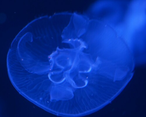 Wie ein außerirdisches Wesen wirkt dieses grazile Geschöpf.

Aufnameort: Ozeaneum Stralsund
Kamera: Sony Alpha 7/II