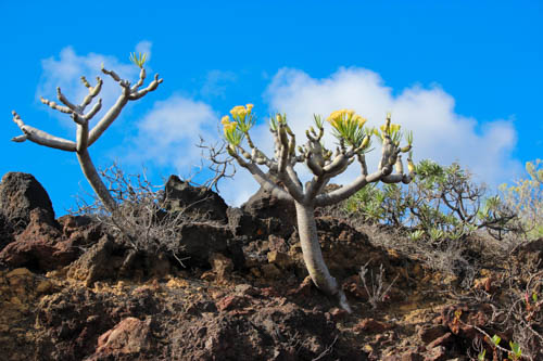 

Aufnameort: La Palma, Tijarafe
Kamera: Canon Eos 600D