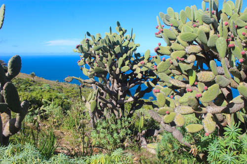 

Aufnameort: La Palma, Las Tricias
Kamera: Canon Eos 600D