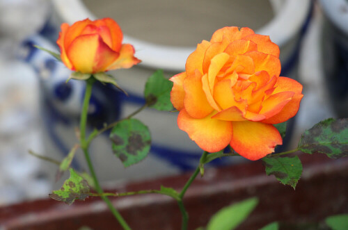 orangene-teerose-rosa-17581.jpeg