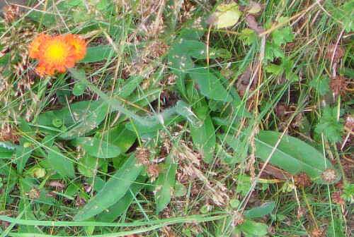 Das orangerote Habichtskraut fällt unter den Habichtskräutern wegen seiner orangeroten Blüten auf.
http://de.wikipedia.org/wiki/Hieracium_aurantiacum

Aufnameort: Eiershausen Garten
Kamera: Medion Digitaler Full-HD-Camcorder mit Touchscreen Medion Life