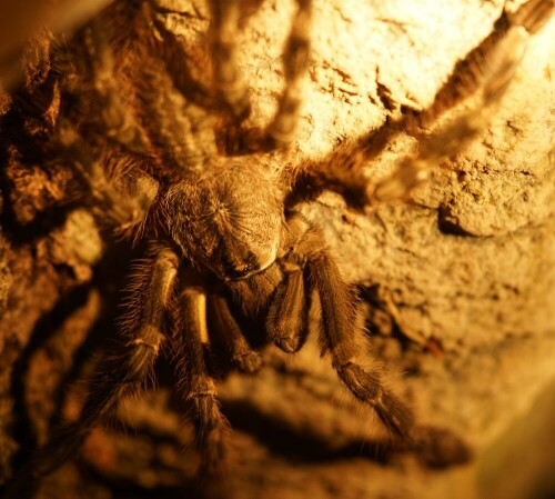 Diese beeindruckende Vogelspinne konnte ich auf einer Taschenlampenführung im Insektarium des Kölner Zoos fotografieren. Mit Taschenlampen im Dunkeln durch die Aquarienabteilung zu gehen , war ein eindrucksvolles Erlebnis.

Aufnameort: Kölner Zoo
Kamera: Sony Alpha 7/II