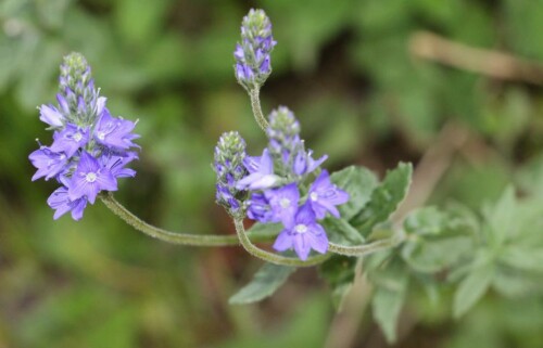 osterreichischer-ehrenpreis-veronica-austriaca-l-14224.jpeg