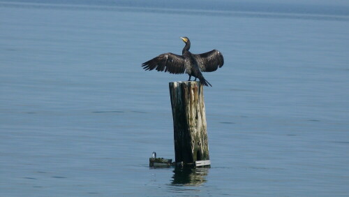 ostseekormoran-beim-gefiedertrocknen-8538.jpeg