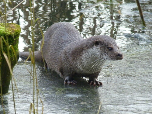 otter-2-6847.jpeg