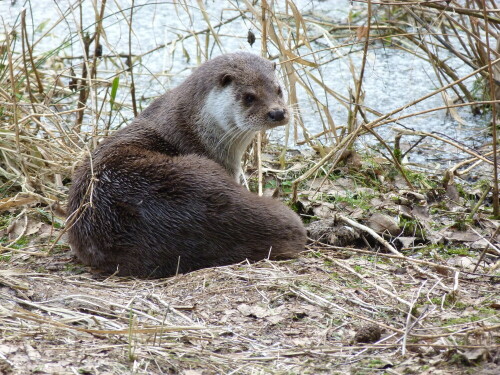 otter-5604.jpeg