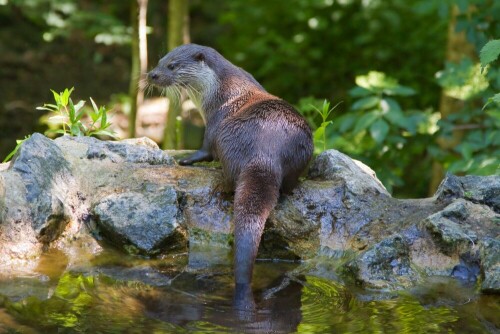 

Aufnameort: Otterzentrum Hankensbüttel
Kamera: Canon 50 D