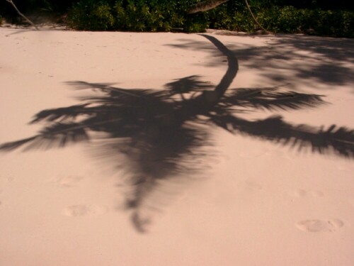 Palme im Sand

Aufnameort: Anse Lazio Seychellen Praslin
Kamera: Casio