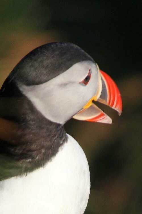 aufgenommen im Juni 2015 auf der Vogelinsel Runde/Norwegen. Jetzt zur Brutzeit kommen die putzigen Vögel jeden Abend gegen 21.00 Uhr vom Fischfang zurück, um ihre Jungen zu füttern. Gerne stellen sie sich für die zahlreichen Fotografen zur Schau – schau mich an, wie schön ich bin.



Aufnameort: Vogelinsel Runde Norwegen
Kamera: Canon EOS 60 D