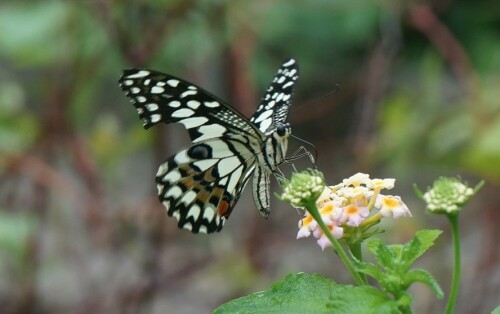 Um exotische Schmetterlinge zu sehen, muss man nicht in die Tropen fliegen. Diese Schmetterlinge gibt es im Botanischen Garten in Kopenhagen zu bestaunen.

Aufnameort: Botanischer Garten Kopenhagen
Kamera: Sony Alpha 7/II