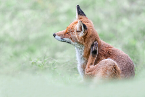 Junger Fuchs bei der Fellpflege

Aufnameort: Vorarlberg
Kamera: Nikon D500