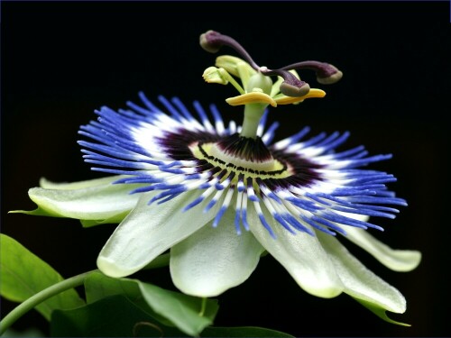 Sommerzeit - Blumenzeit 

Auch auf dem Balkon kann man aparte Schönheiten bewundern: 

Hier blüht die Passionsblume auf meinem Balkon! 
Ein echter Hingucker

Aufnameort: Lüneburg, Balkon
Kamera: Sony Alpha 700, Sigma Makro 105 mm