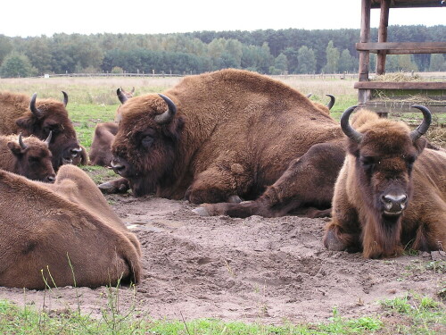 

Aufnameort: Schorfheide
