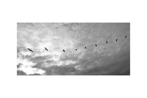 Pelikane fliegen in Formation

Aufnameort: Point Lobos State Reserve, Carmel, Kalifornien
Kamera: Nikon D80