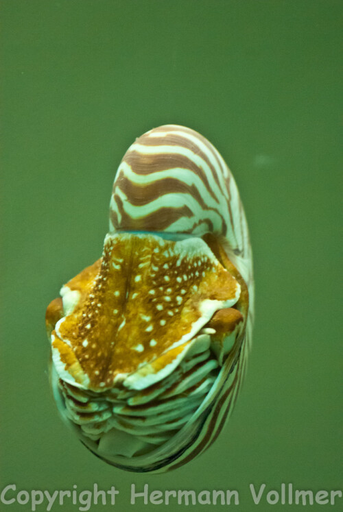 Am Aufnahmetag war es im Aquarium, in dem sich die Perlboote befinden, heller als gewöhnlich, sodass es mir gelang eine halbwegs scharfe Aufnahme zu machen

Aufnameort: DEU, BW, Stuttgart, Wilhelma
Kamera: Nikon D200, Sigma Macro 3,5/180