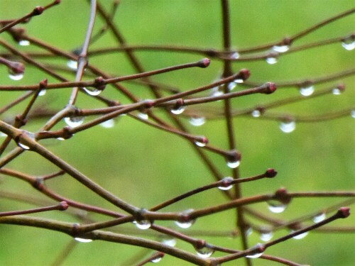 ich lege die korallen
deiner worte
mir um den hals
wie eine perlenschnur
(rose ausländer)

Aufnameort: Lichtenau / Mfr.
Kamera: Panasonic Lumix TZ61