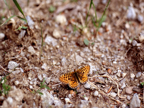 

Aufnameort: Bergwald in der Jachenau
Kamera: Nikon FM2