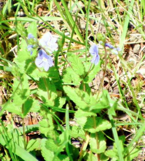 Der Persischer Ehrenpreis gehört zur Familie der Wegerichgewächsen(Plantaginaceae).
https://de.wikipedia.org/wiki/Persischer_Ehrenpreis

Aufnameort: Eiershausen westlich der Friedhofshalle
Kamera: Medion Camcorder