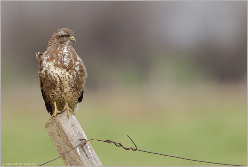 pfahlhocker-mausebussard-buteo-buteo-5295.jpeg