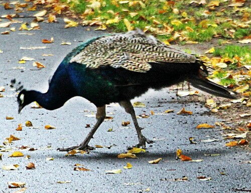 pfauenhenne-des-blauen-pfaus-pavo-cristatus-l-1758-19725.jpeg