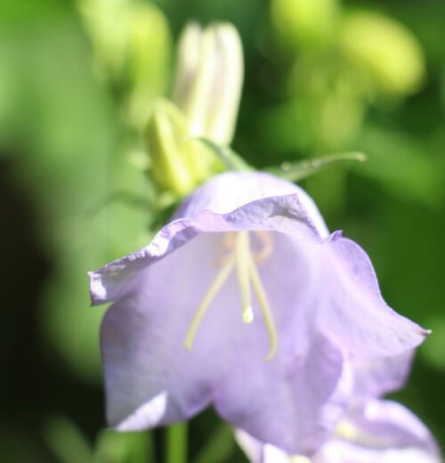 Eine Glockenblumen mit großem "Glockenschirm."
https://de.wikipedia.org/wiki/Pfirsichblättrige_Glockenblume

Aufnameort: Eiershausen An der Lei 12 "Blumenrabatte"
Kamera: Canon EOS 700D