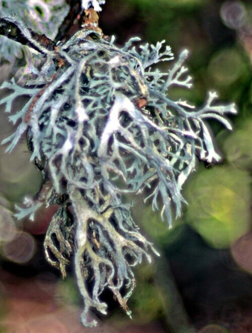 Die Pflaumenflechte wächst auf Rinden und Borken verschiedener Bäume.
https://www.digital-nature.de/pflanzenwelt/flechten/pflaumenflechte/detail/detail.html
https://en.wikipedia.org/wiki/Evernia_prunastri

Aufnameort: Rommelsberg
Kamera: Canon EOS 1300D